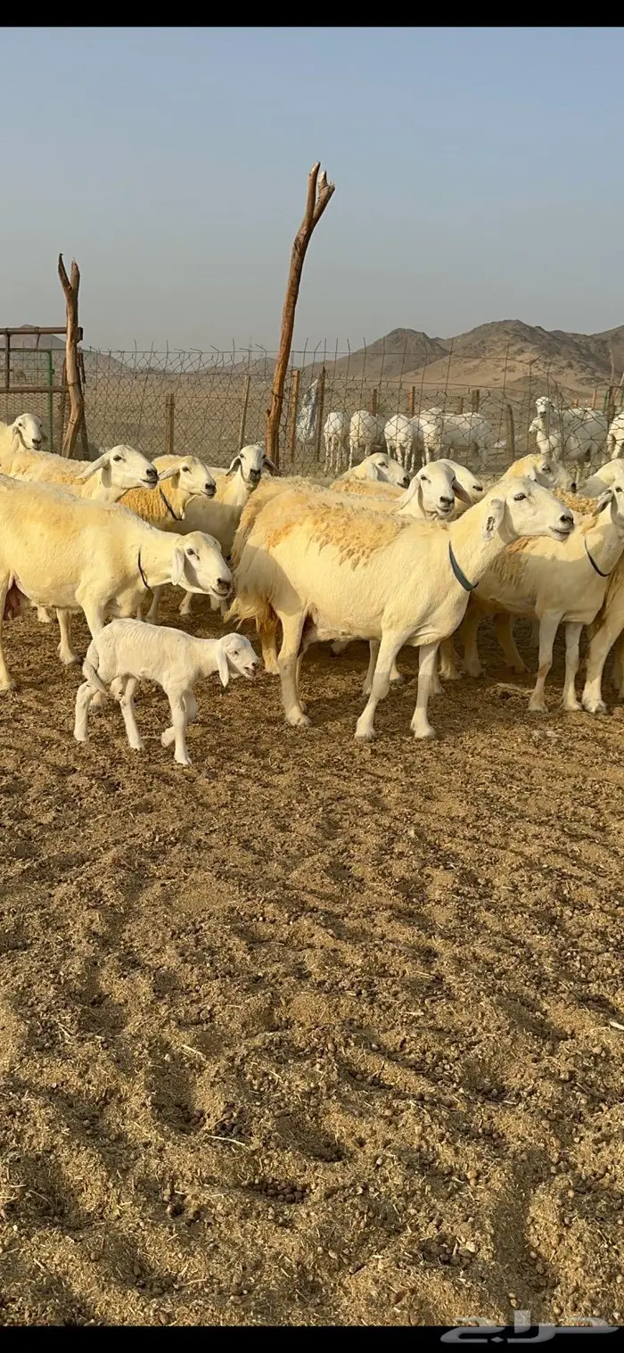 غنم حرية حرش صنف فاخر 78 بفحولها وتحتها 6 21