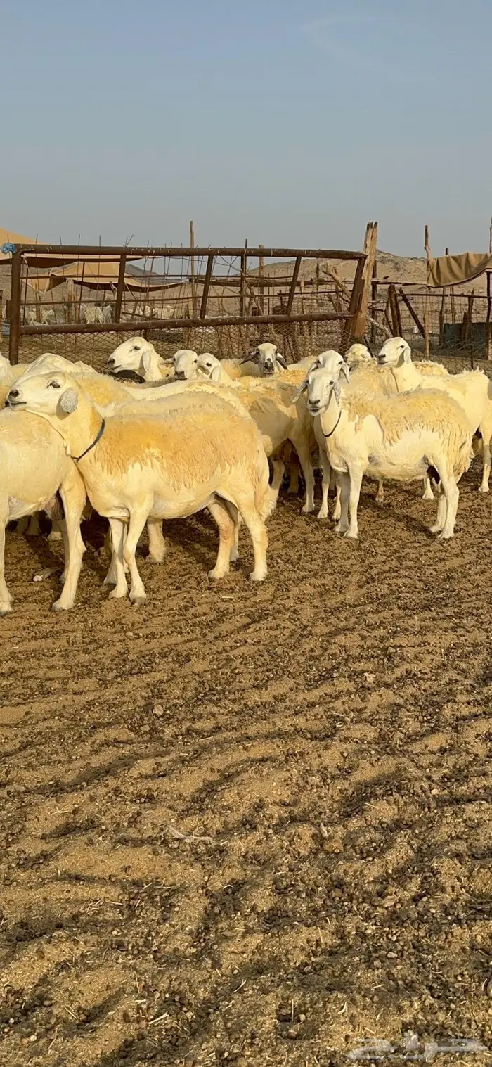 غنم حرية حرش صنف فاخر 78 بفحولها وتحتها 6 22