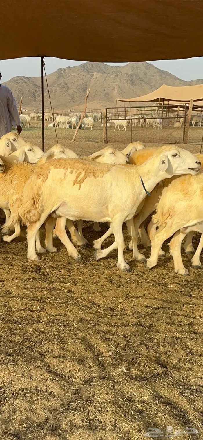 غنم حرية حرش صنف فاخر 78 بفحولها وتحتها 6 23