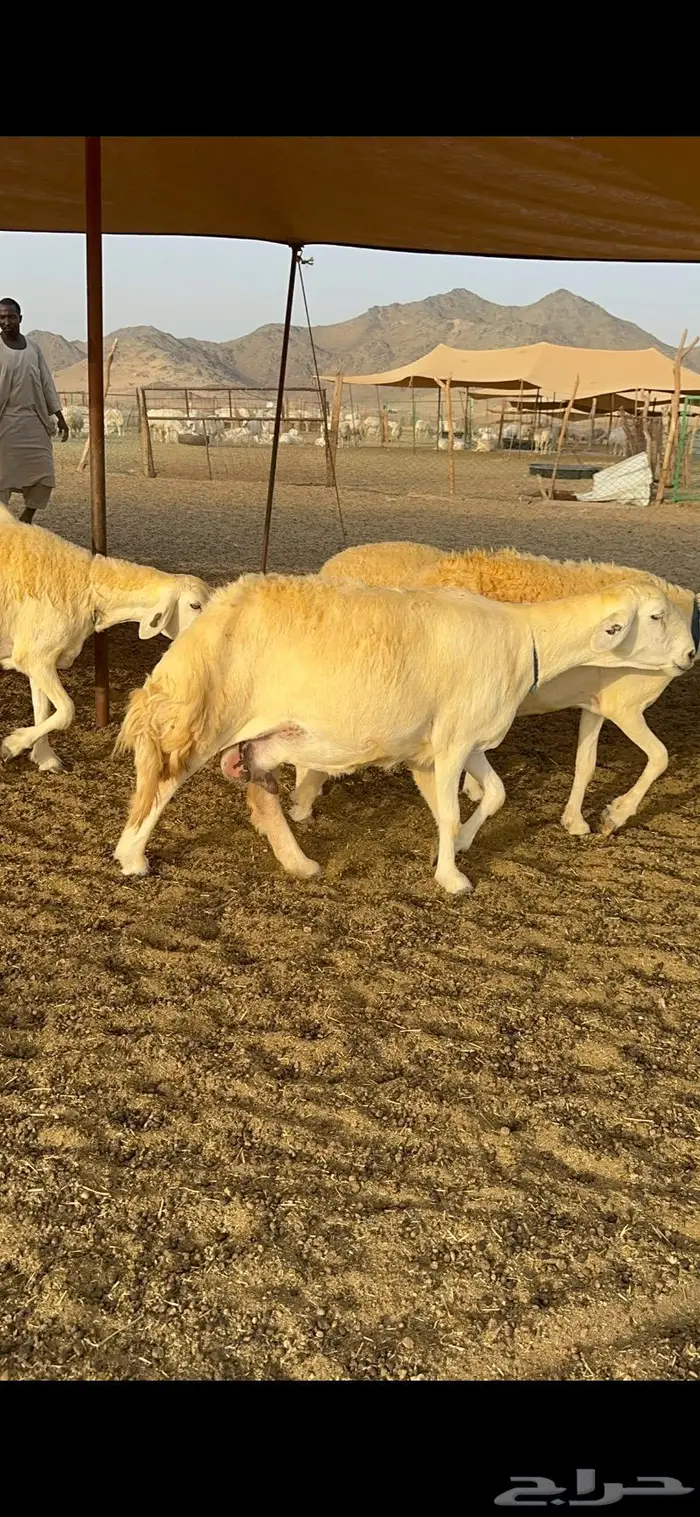 غنم حرية حرش صنف فاخر 78 بفحولها وتحتها 6 31