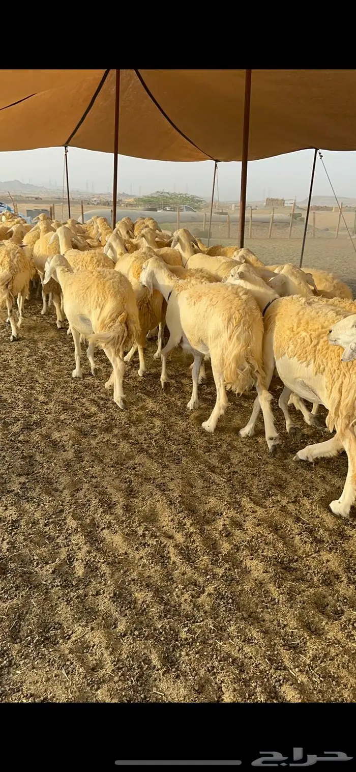 غنم حرية حرش صنف فاخر 78 بفحولها وتحتها 6 32