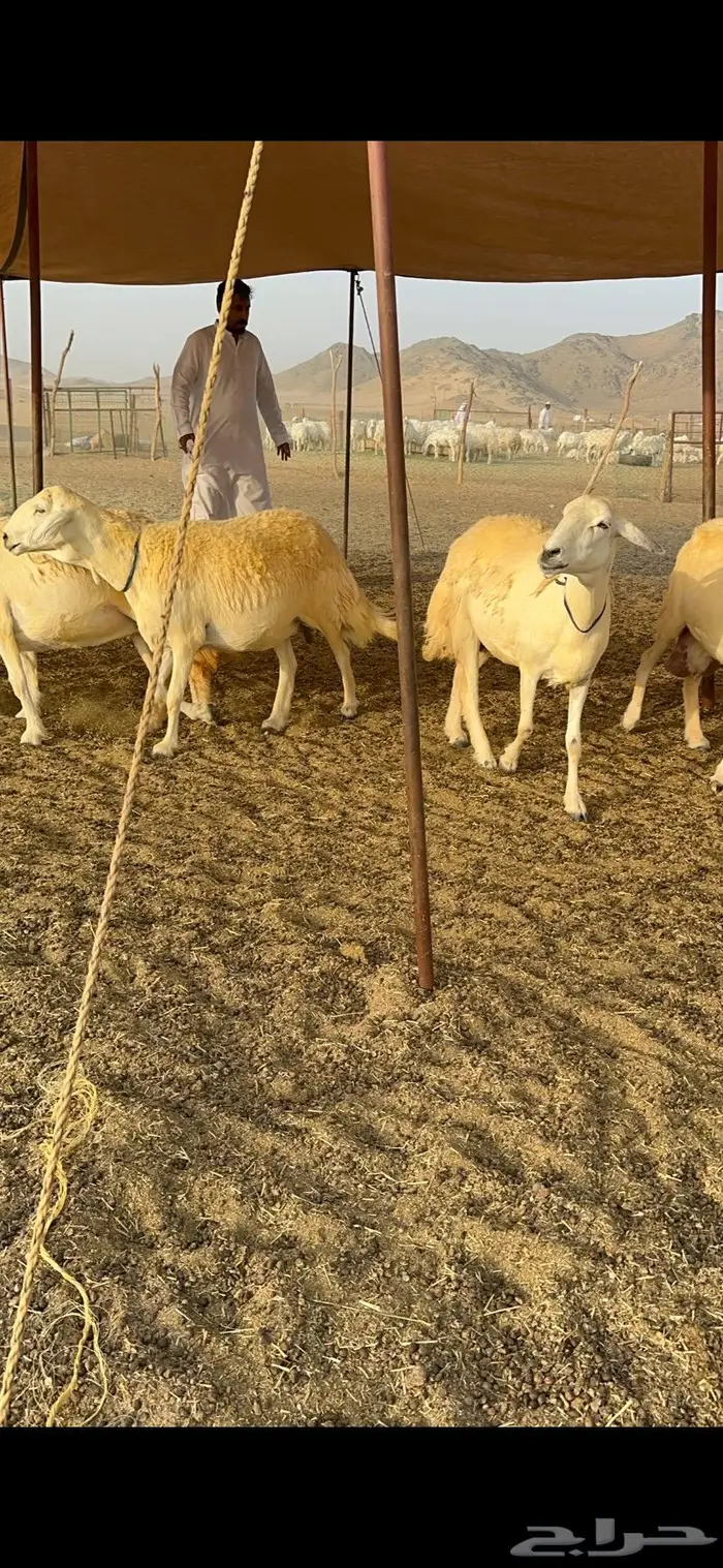 غنم حرية حرش صنف فاخر 78 بفحولها وتحتها 6 33