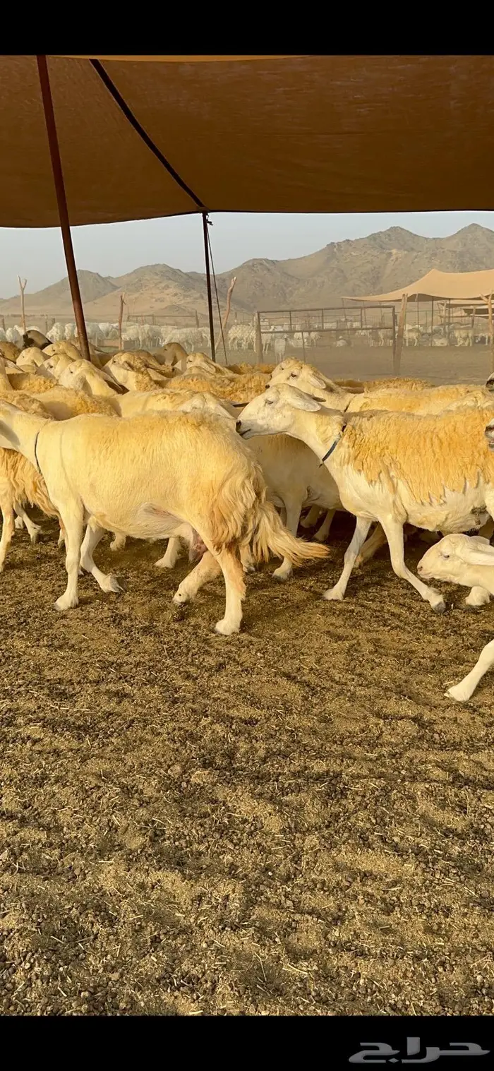 غنم حرية حرش صنف فاخر 78 بفحولها وتحتها 6 34