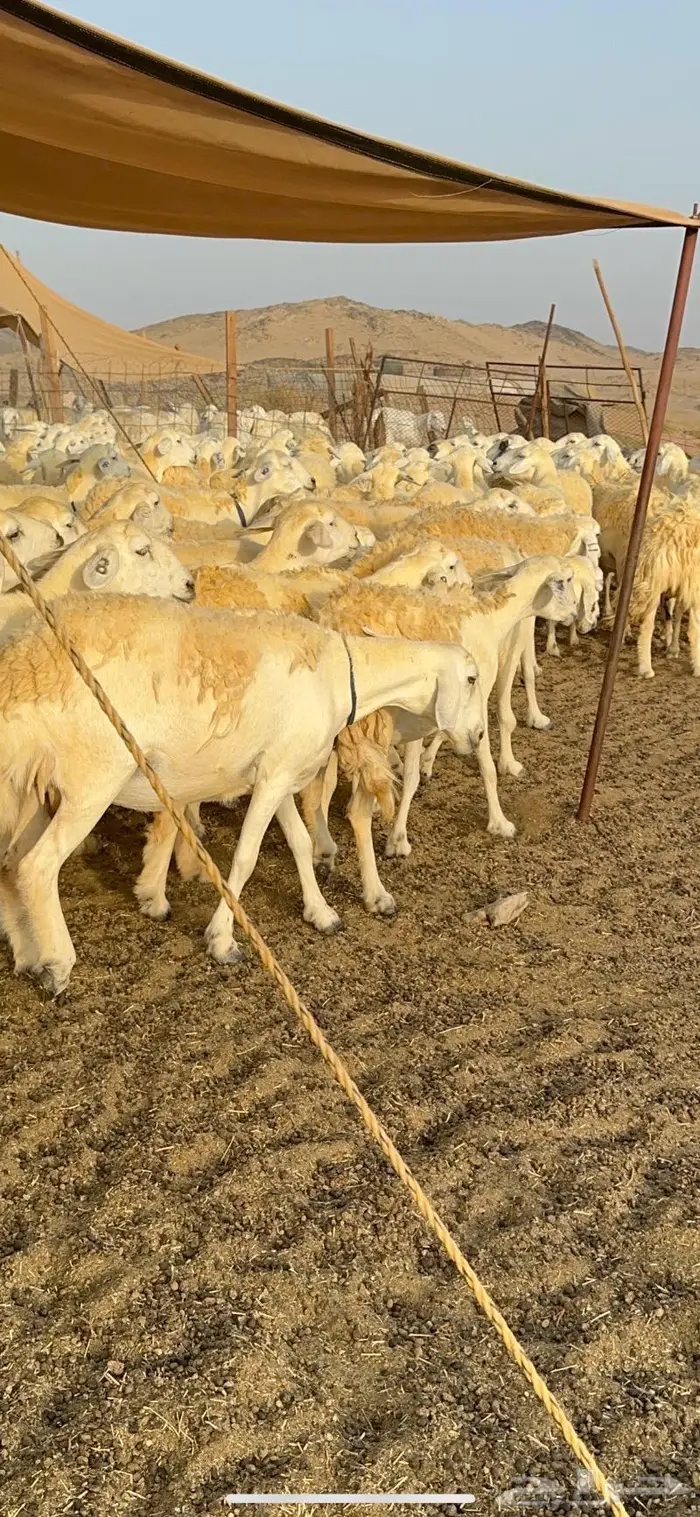 غنم حرية حرش صنف فاخر 78 بفحولها وتحتها 6 35