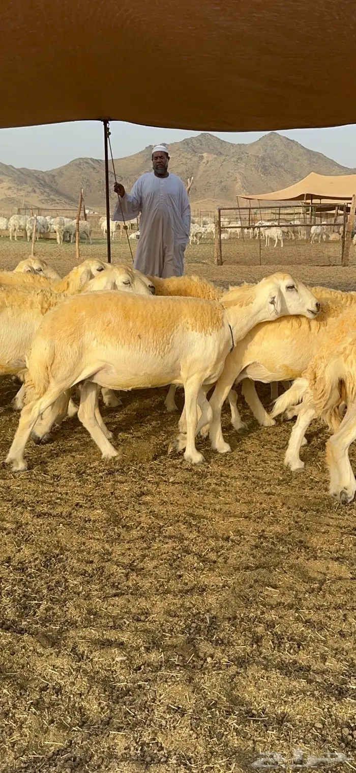 غنم حرية حرش صنف فاخر 78 بفحولها وتحتها 6 36