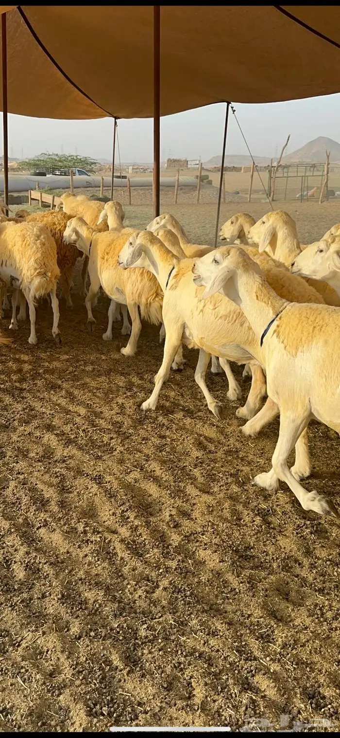 غنم حرية حرش صنف فاخر 78 بفحولها وتحتها 6 37