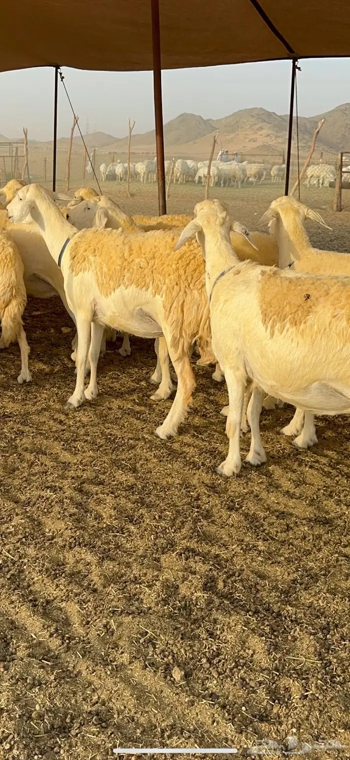 غنم حرية حرش صنف فاخر 78 بفحولها وتحتها 6 38