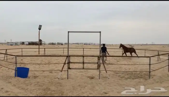 بوايك خيل إيواء إيجار ( بوايك ) 1