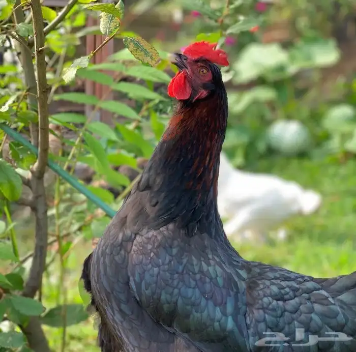 صوص دجاج الماران النادر   Black Cooper Marans 15