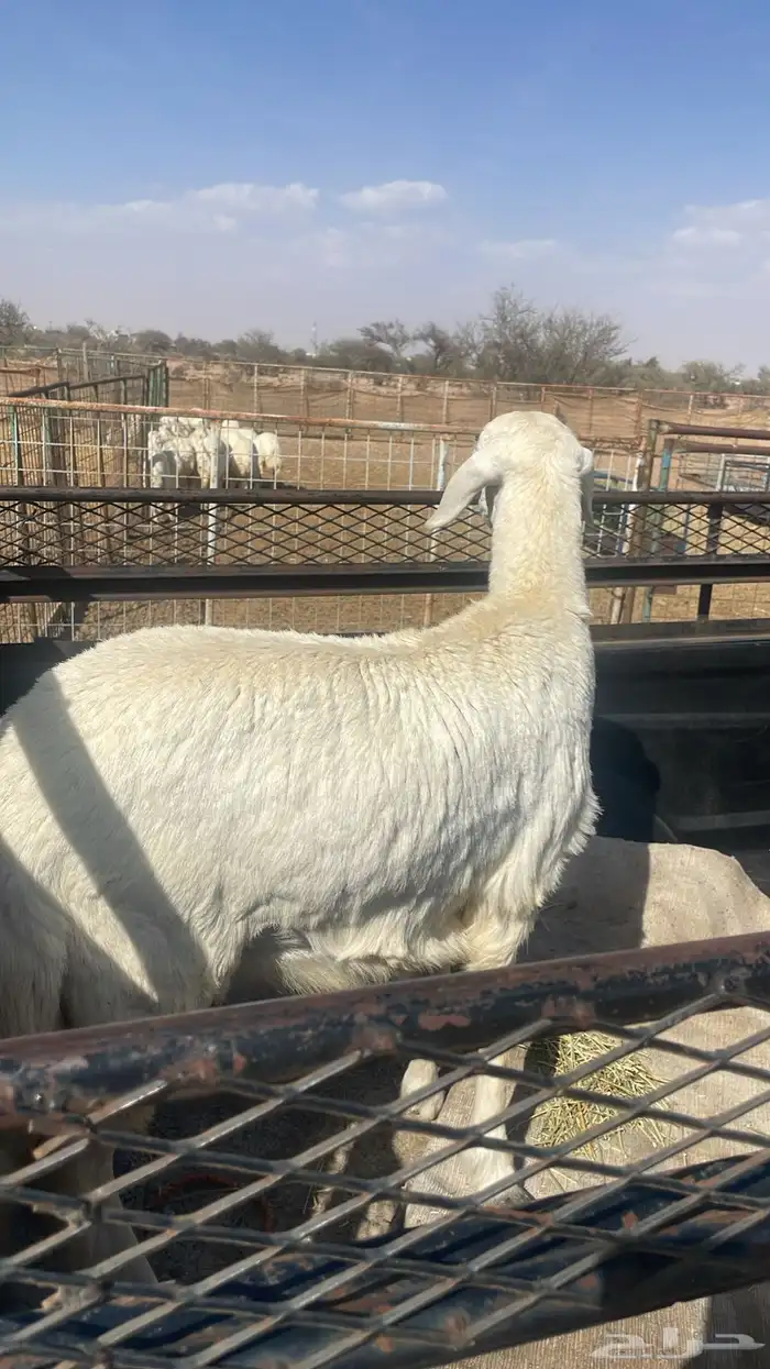 ذبائح برية 14