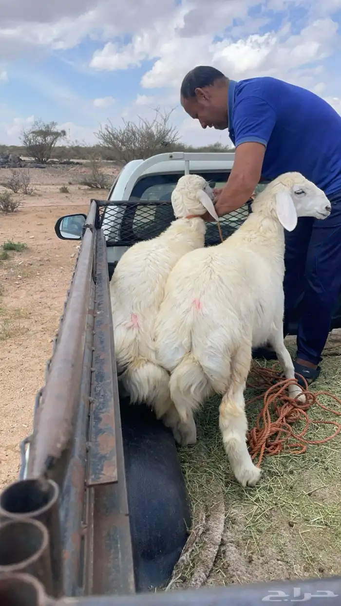 ذبائح برية 16