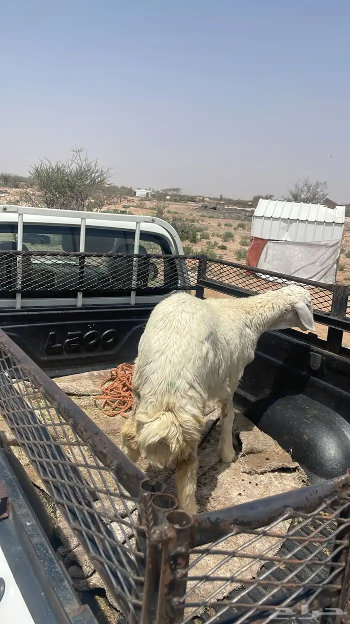 ذبائح برية 4