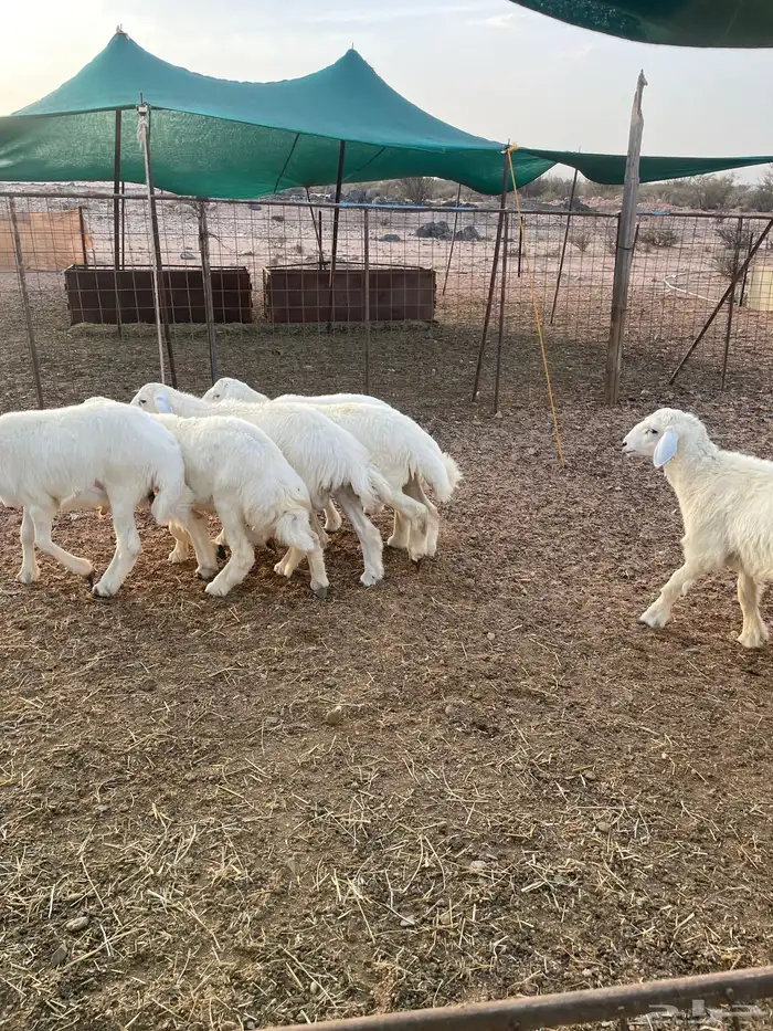 ذبائح برية 13