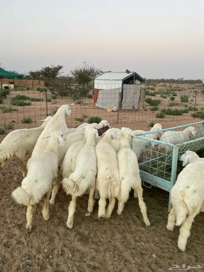 ذبائح برية 5