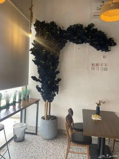 شجرة ورد زينه. كبيره للبيع 2