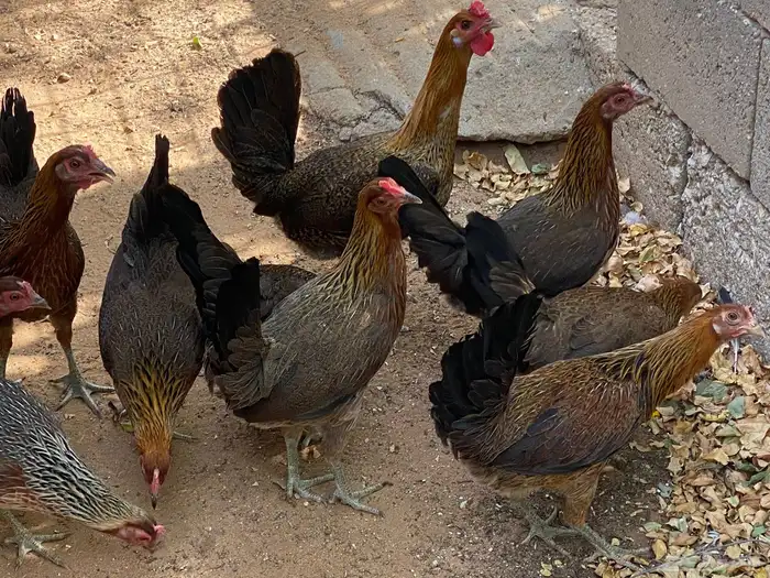 دجاج عربي ترثه قديمه 0