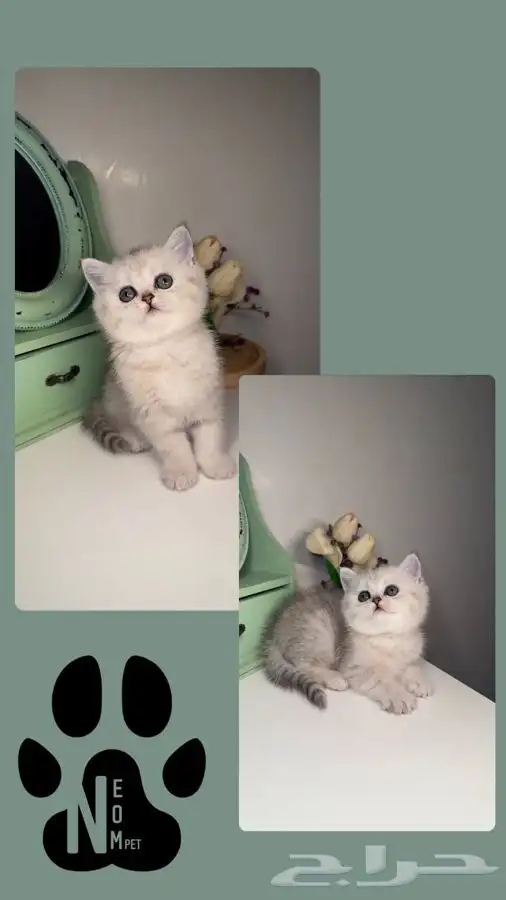 سكوتش قطط للبيع قطوه قطه بسه شيرازي هملايا بيكي انثى ذكر قط 4