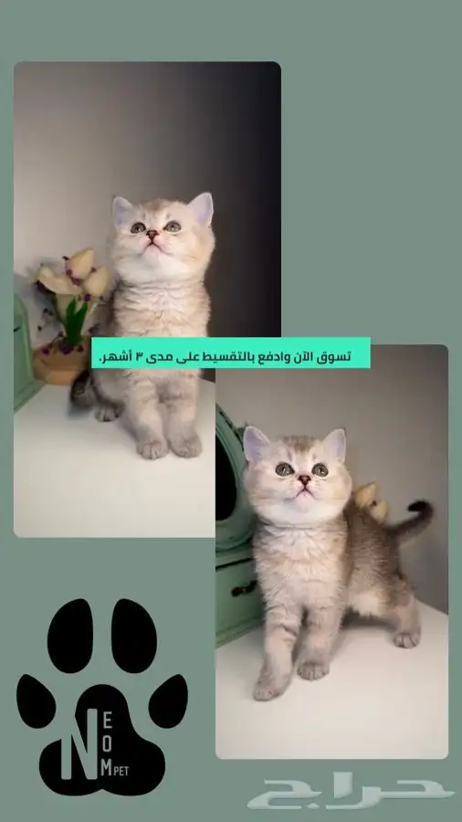 سكوتش قطط للبيع قطوه قطه بسه شيرازي هملايا بيكي انثى ذكر قط 1