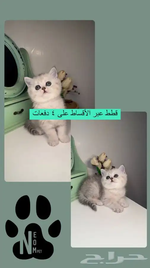 سكوتش ستريت فولد سلفر قولد قطه قطوه بسه هملايا شيرازي انثى 1