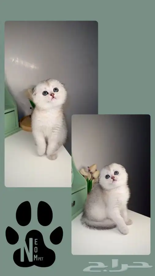 سكوتش قطط للبيع قطوه قطه بسه شيرازي هملايا بيكي انثى ذكر قط 2