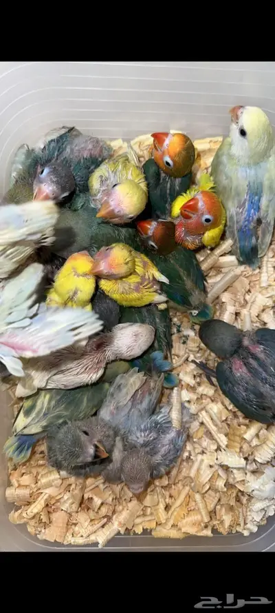 فروخ روز وفيشر اليفة ومشروع هدد 0