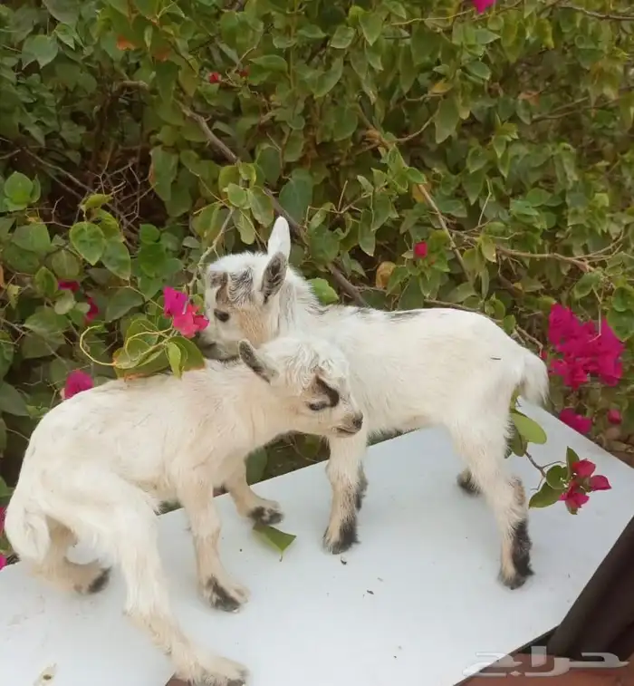 الماعز الصغير القزم ماعز قزم الماعز القزم صديق الطفل 1