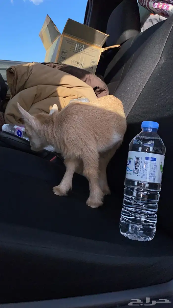 الماعز الصغير القزم ماعز قزم الماعز القزم صديق الطفل 8