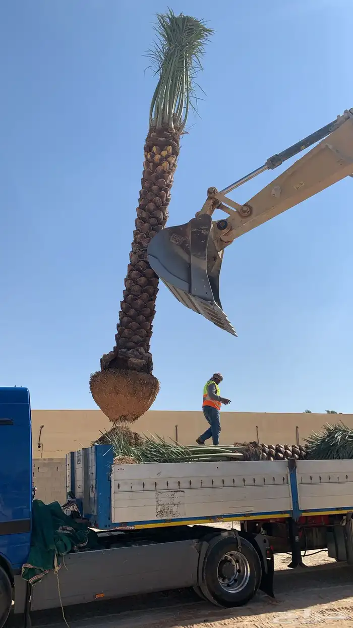 نخل واشجار للبيع 9