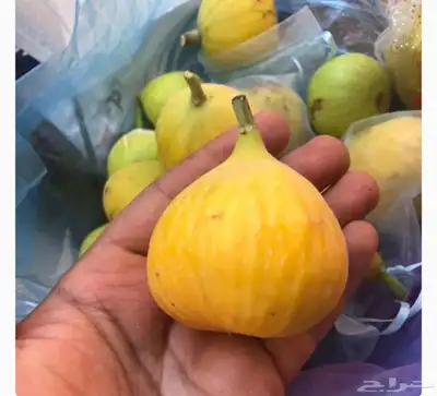 شتلات تين ( حماط) فاخر من الاخر 27