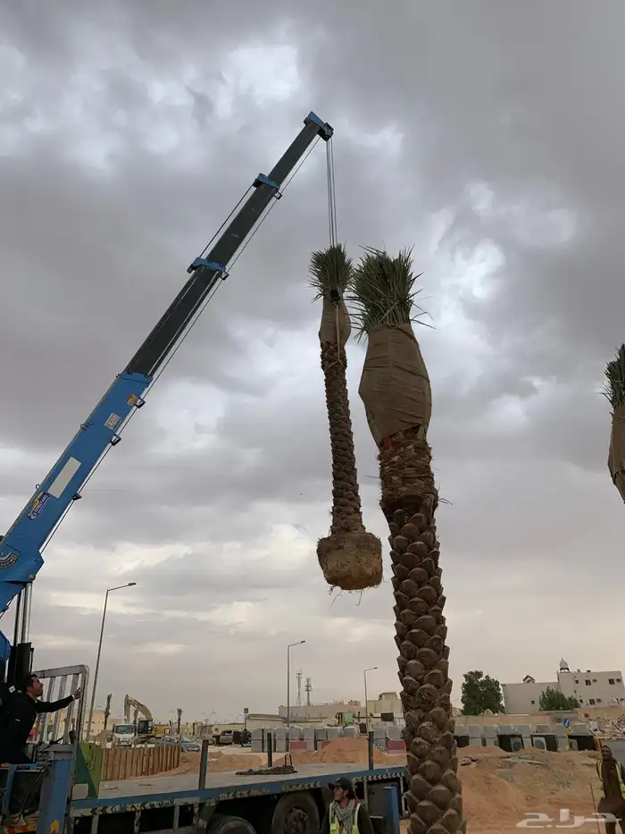 نخل واشجار للبيع 13