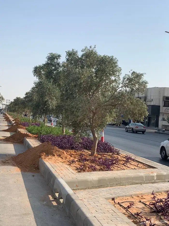 نخل واشجار للبيع 15