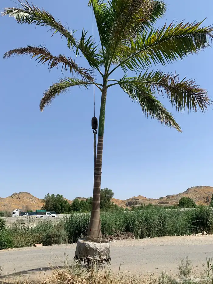 نخل واشجار للبيع 5