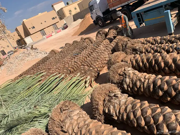 نخل واشجار للبيع 7