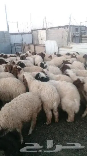 موجود خرفان من الاردن عدد400راس 0