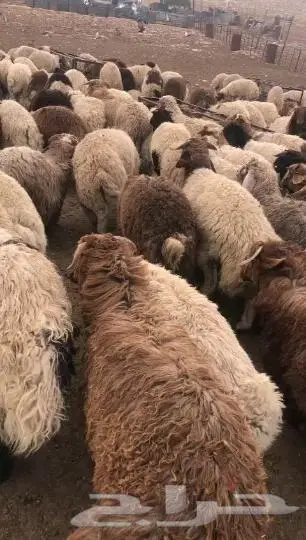 موجود خرفان من الاردن عدد400راس 1