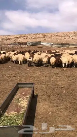 موجود خرفان من الاردن عدد400راس 2