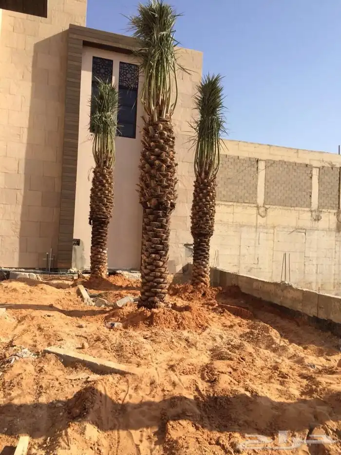 نخل واشجار للبيع 19