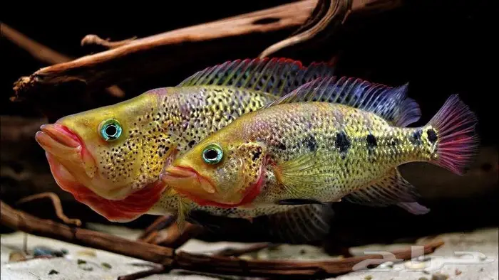 متوفر سمكة Green bay snook 0