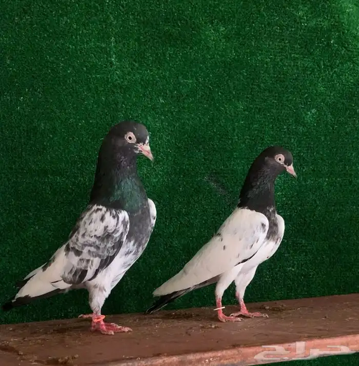 جوز تيدي صافي بيور تم البيع 3