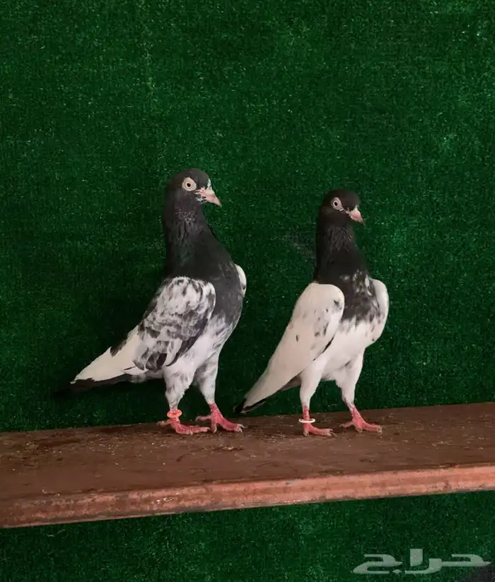 جوز تيدي صافي بيور تم البيع 1