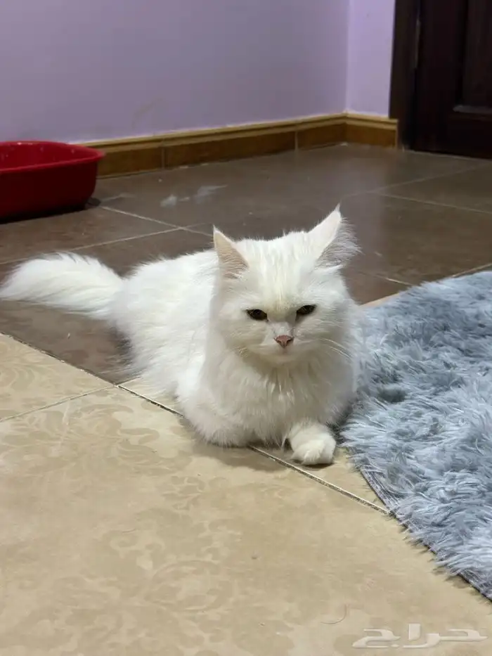 قطط الاحساء 0