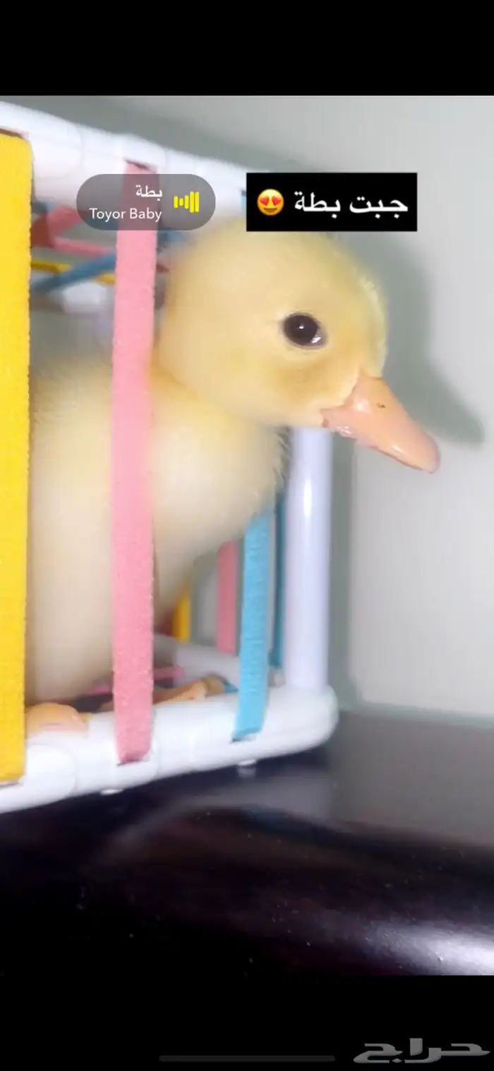 بطات كتاكيت صغار اصفر صافي للبيع في جدة 9