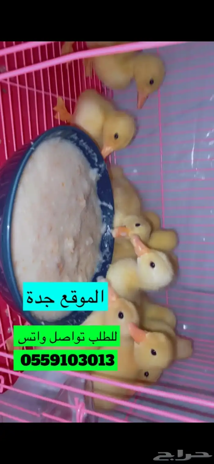 بطات كتاكيت صغار اصفر صافي للبيع في جدة 7