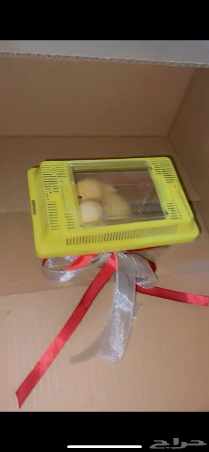 بطات كتاكيت صغار اصفر صافي للبيع في جدة 3