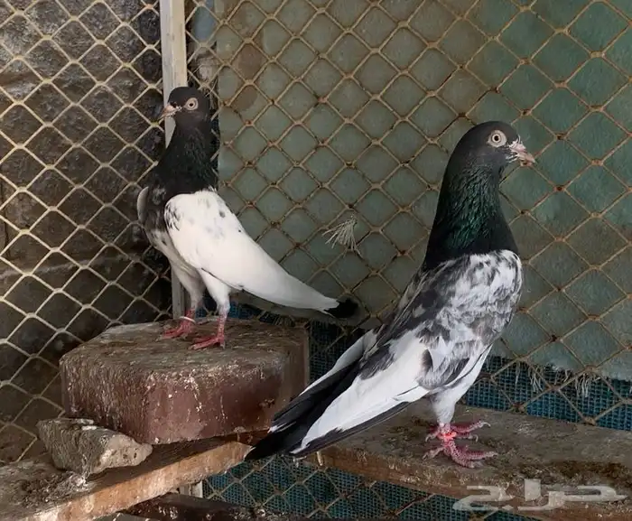 جوز تيدي صافي بيور تم البيع 2