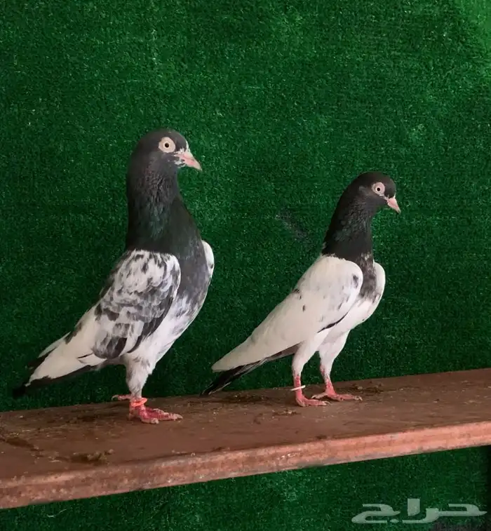 جوز تيدي صافي بيور تم البيع 0