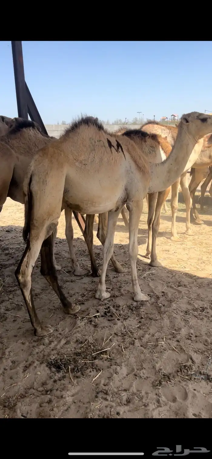 قعدان حاشي مرابي جاهزه لذبح وتوصيل 5