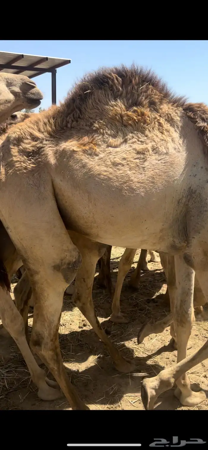 قعدان حاشي مرابي جاهزه لذبح وتوصيل 6