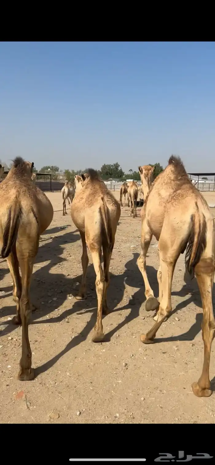 قعدان حاشي مرابي جاهزه لذبح وتوصيل 4