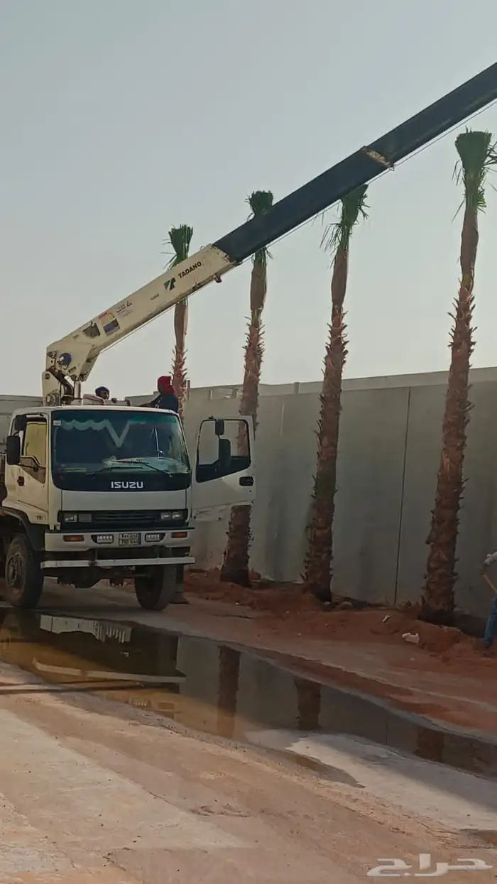 نخل واشجار للبيع 6
